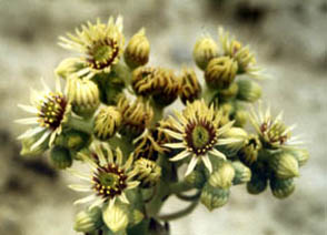 Sempervivum ruthenicum